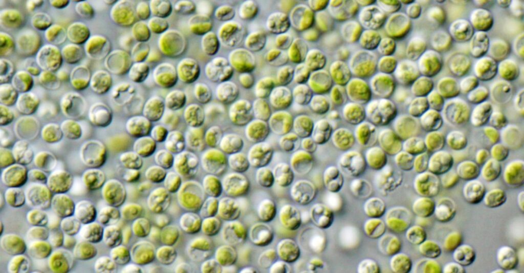 cellule di Chlorella vulgaris al microscopio