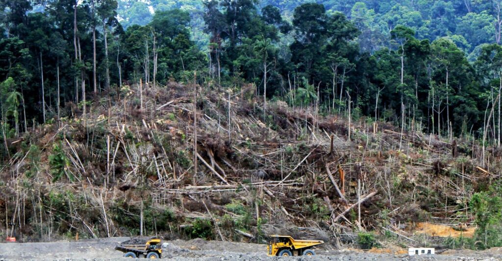 deforestazione nel Borneo